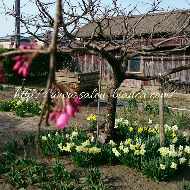 f:id:salon_bianca:20160404225853j:image f:id:salon_bianca:20160404225853j:image