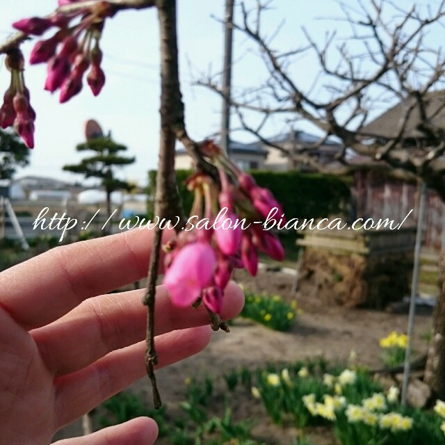 f:id:salon_bianca:20160404230601j:image f:id:salon_bianca:20160404230601j:image