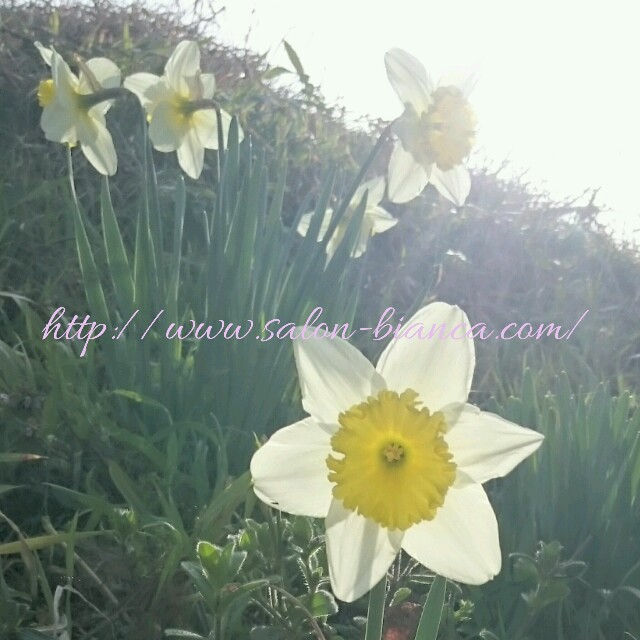 f:id:salon_bianca:20160404231050j:image f:id:salon_bianca:20160404231050j:image