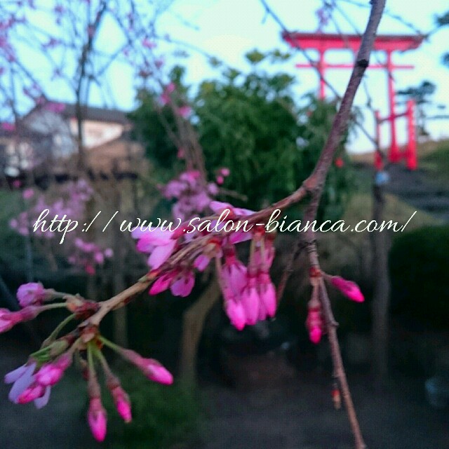 f:id:salon_bianca:20160405215821j:image f:id:salon_bianca:20160405215821j:image