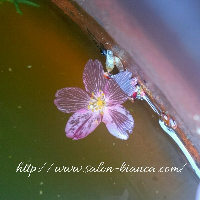 f:id:salon_bianca:20160408150509j:image f:id:salon_bianca:20160408150509j:image
