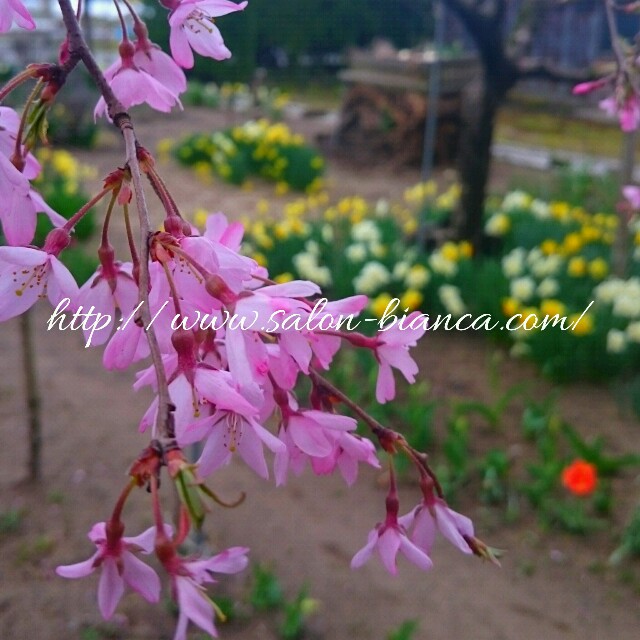 f:id:salon_bianca:20160408150718j:image f:id:salon_bianca:20160408150718j:image