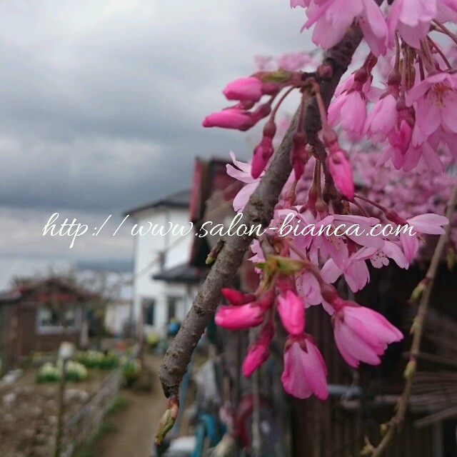f:id:salon_bianca:20160408150727j:image f:id:salon_bianca:20160408150727j:image
