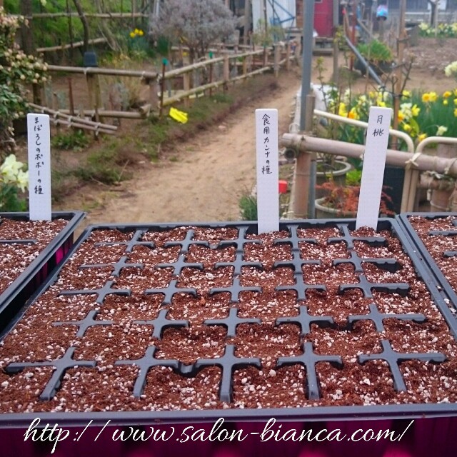 f:id:salon_bianca:20160408194445j:image f:id:salon_bianca:20160408194445j:image