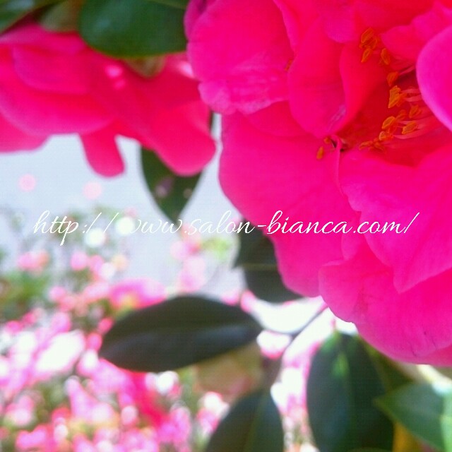f:id:salon_bianca:20160409191048j:image f:id:salon_bianca:20160409191048j:image