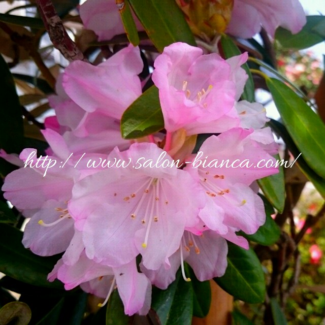 f:id:salon_bianca:20160409191103j:image f:id:salon_bianca:20160409191103j:image