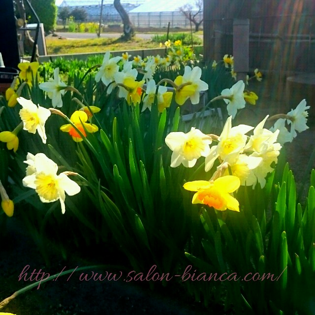 f:id:salon_bianca:20160409191208j:image f:id:salon_bianca:20160409191208j:image