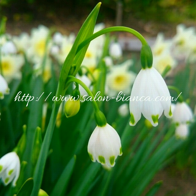 f:id:salon_bianca:20160409192803j:image f:id:salon_bianca:20160409192803j:image