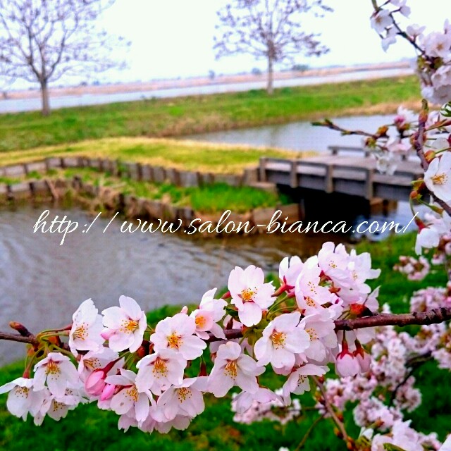 f:id:salon_bianca:20160410201435j:image f:id:salon_bianca:20160410201435j:image