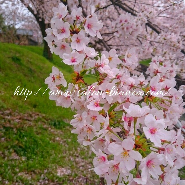 f:id:salon_bianca:20160410221852j:image f:id:salon_bianca:20160410221852j:image
