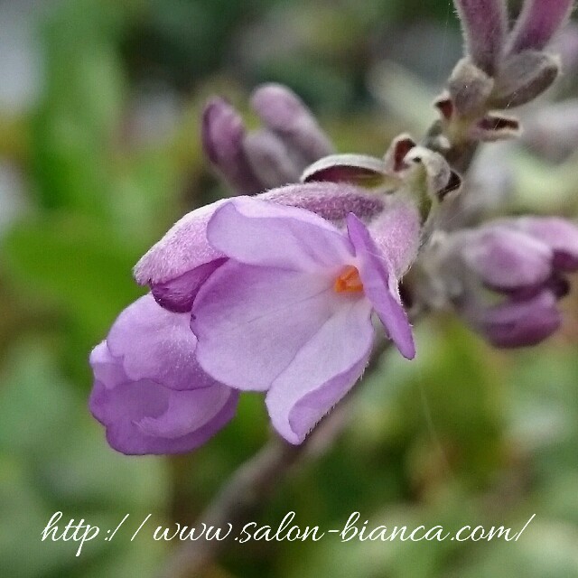 f:id:salon_bianca:20160417150448j:image f:id:salon_bianca:20160417150448j:image
