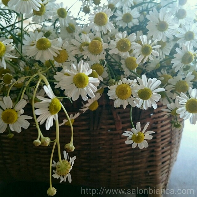 f:id:salon_bianca:20160515102229j:image f:id:salon_bianca:20160515102229j:image