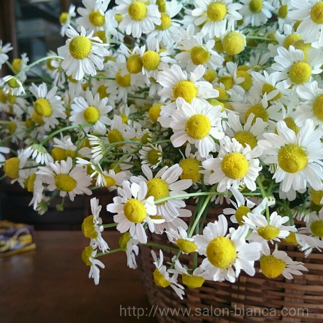 f:id:salon_bianca:20160515102610j:image f:id:salon_bianca:20160515102610j:image