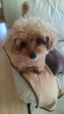 f:id:samarise:20160501004200j:plain f:id:samarise:20160501004200j:plain