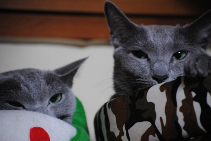 f:id:sameyosi:20120928211900j:plain