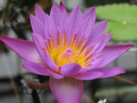 f:id:samso:20070331115518j:image