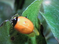 f:id:samso:20070331173704j:image