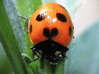 f:id:samso:20070331173750j:image