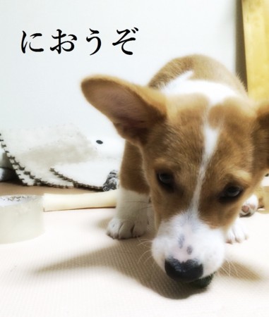 f:id:sanax:20150428000357j:plain f:id:sanax:20150428000357j:plain