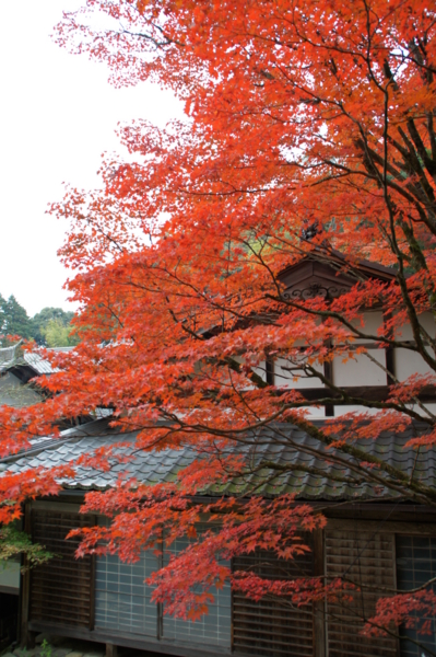f:id:sanraku2:20111128080645j:image:h510 f:id:sanraku2:20111128080645j:image:h510