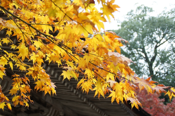f:id:sanraku2:20111128081945j:image:w510 f:id:sanraku2:20111128081945j:image:w510