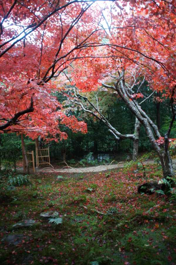 f:id:sanraku2:20121126102257j:image:h600 f:id:sanraku2:20121126102257j:image:h600