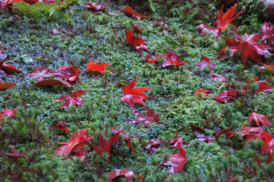 f:id:sanraku2:20121126102411j:image:w600 f:id:sanraku2:20121126102411j:image:w600