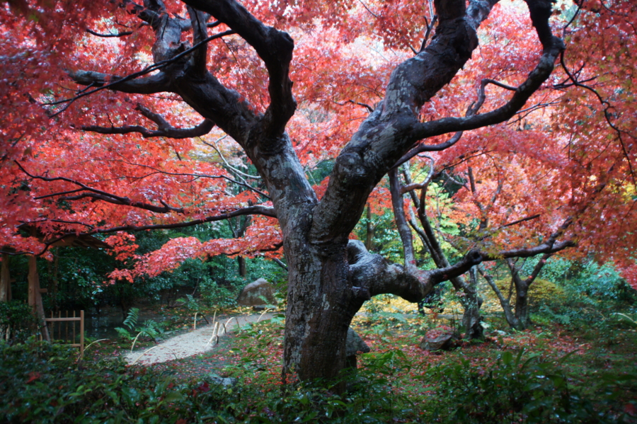 f:id:sanraku2:20121126102608j:image:w660 f:id:sanraku2:20121126102608j:image:w660