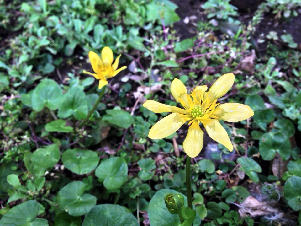 f:id:santambo:20160320074054j:plain