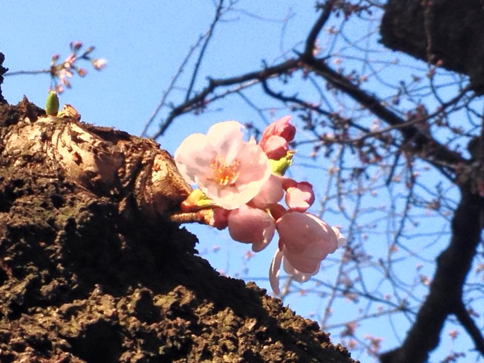 f:id:santambo:20160331073531j:plain