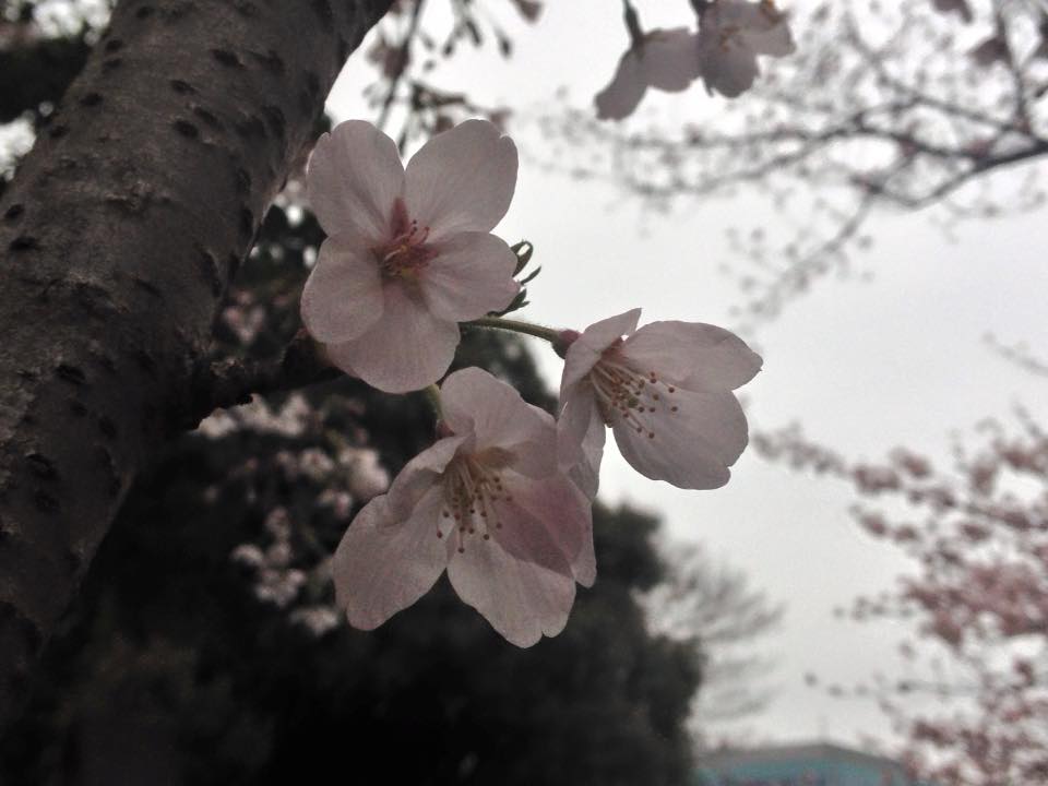 f:id:santambo:20160402073214j:plain