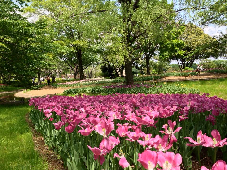 f:id:santambo:20160430180620j:plain