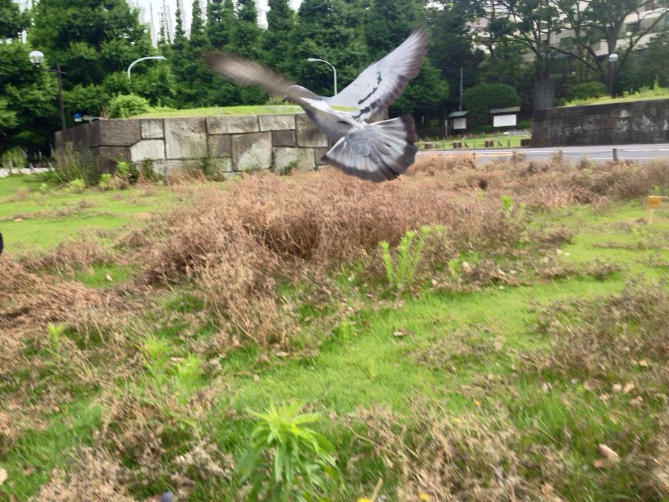 f:id:santambo:20160520072127j:plain