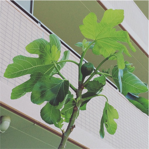 f:id:saorin_fotori:20160505185543j:image f:id:saorin_fotori:20160505185543j:image