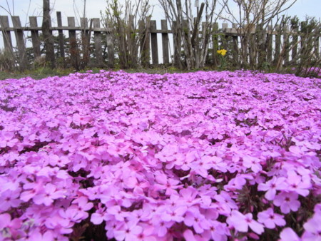 f:id:sap0220:20090408131630j:image f:id:sap0220:20090408131630j:image