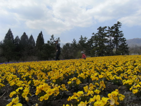 f:id:sap0220:20090408133555j:image f:id:sap0220:20090408133555j:image