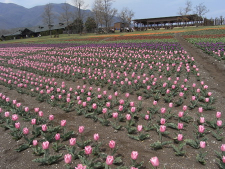 f:id:sap0220:20090408135615j:image f:id:sap0220:20090408135615j:image