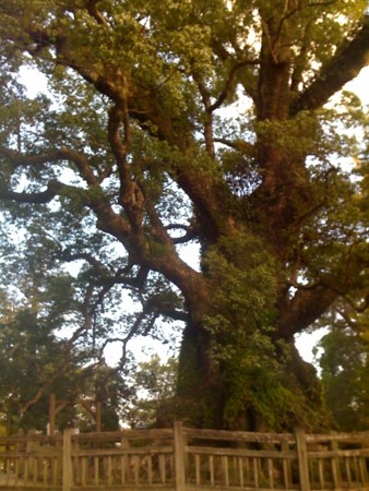 f:id:sap0220:20091114152433j:image