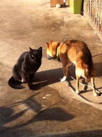 f:id:sap0220:20100926072942j:image f:id:sap0220:20100926072942j:image