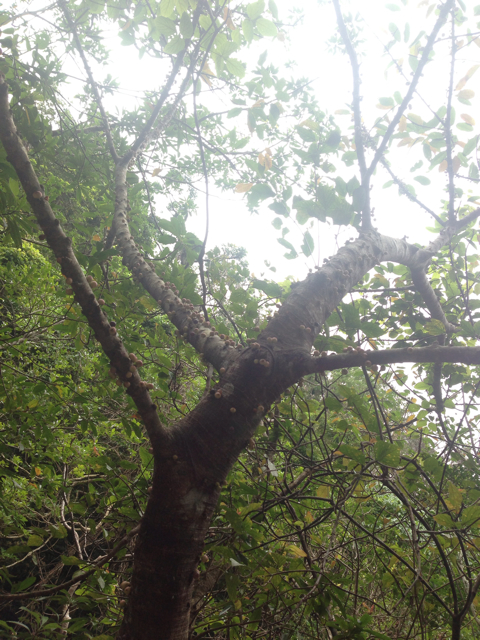 f:id:sara_y:20130705101600j:plain f:id:sara_y:20130705101600j:plain