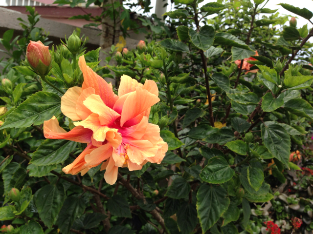 f:id:sara_y:20130706135311j:plain f:id:sara_y:20130706135311j:plain