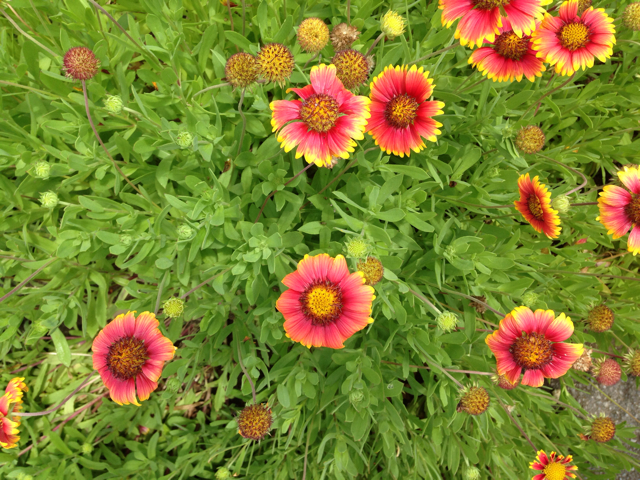 f:id:sara_y:20130706140251j:plain f:id:sara_y:20130706140251j:plain