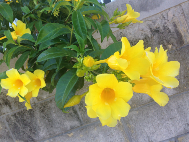 f:id:sara_y:20130725143145j:plain f:id:sara_y:20130725143145j:plain