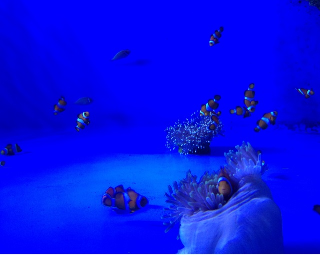 f:id:sara_y:20131214234104j:plain f:id:sara_y:20131214234104j:plain