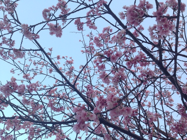 f:id:sara_y:20140326214340j:plain f:id:sara_y:20140326214340j:plain