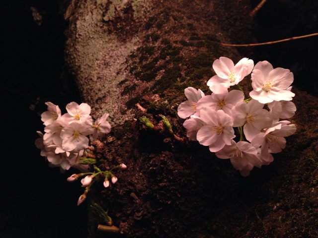 f:id:sara_y:20140330123149j:plain f:id:sara_y:20140330123149j:plain