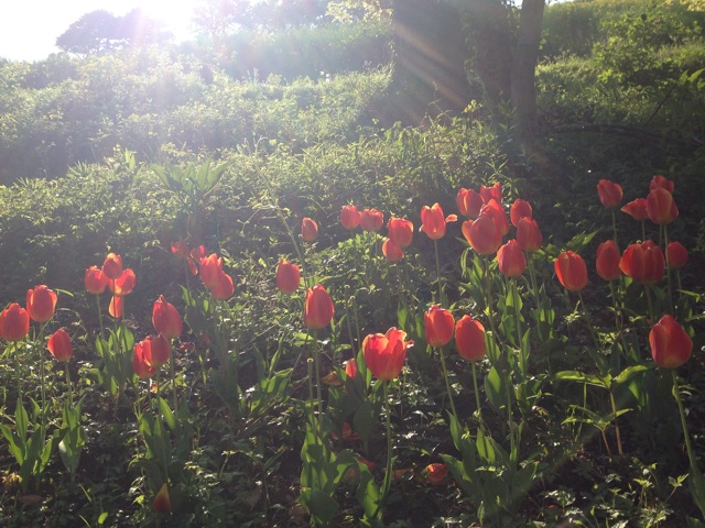 f:id:sara_y:20140428083731j:plain f:id:sara_y:20140428083731j:plain