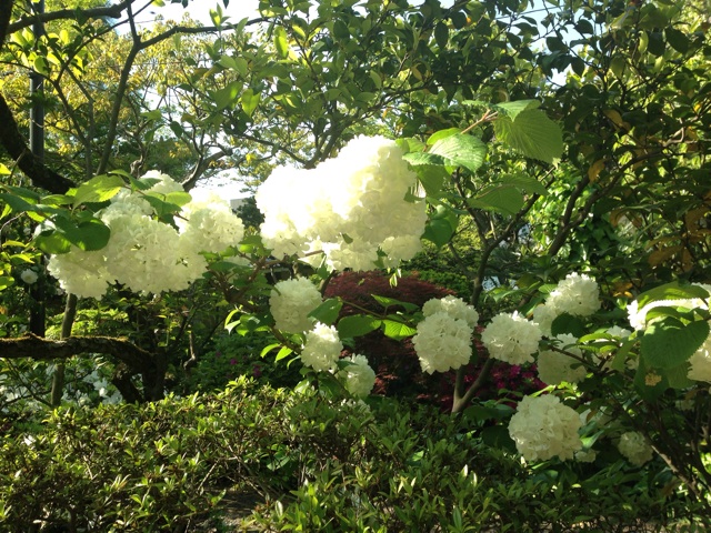 f:id:sara_y:20140429232313j:plain f:id:sara_y:20140429232313j:plain