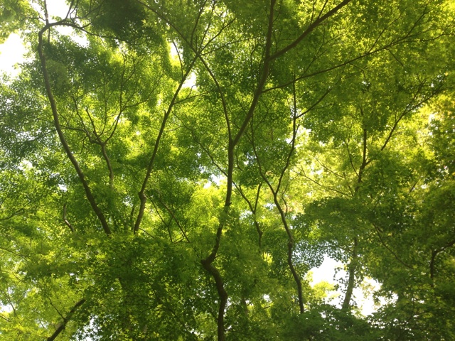 f:id:sara_y:20140522185602j:plain f:id:sara_y:20140522185602j:plain