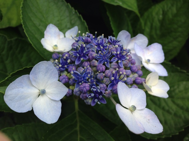 f:id:sara_y:20140623184639j:plain f:id:sara_y:20140623184639j:plain